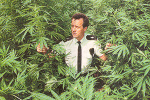 Cannabis field