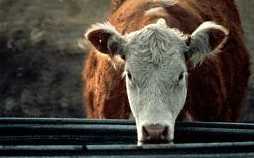 Hereford cow refuses questioning